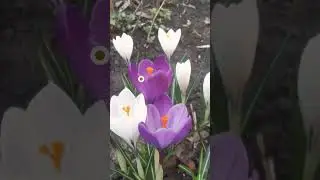 Душа знает...