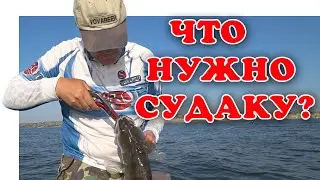 НА ЧТО ЛОВИТЬ СУДАКА С БЕРЕГА В 2024 | #vovabeer