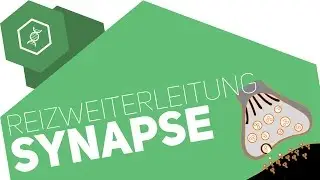 Synapse - transmission of stimuli