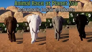Indian elephants running at the African Desert Planet Zoo / Achromatic Indian Elephants