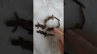 Hynobiidae Salamandrella keyserlingii Сибирский углозуб