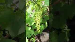 виноград в июне 2024г. Кто зацвёл первым?