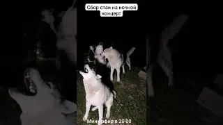 ночной концерт 