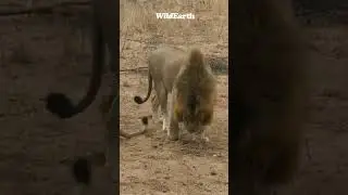 Unpredictable Female Lioness! To mate or Not to mate?