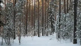 Встреча Нового Года в лесу.