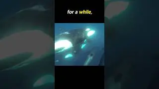 Orcas Surrounding the Boat