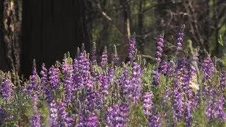 Fire Followers - Yosemite Nature Notes - Episode 31
