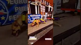 Maya crazy pit