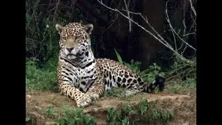 Rewilding Ibera Documentary (English version)