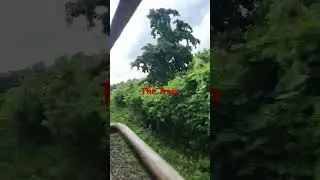 The Train | #trending_shorts_on_youtube #nature #viral_shorts #love