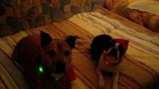 Sidney und Lenny in Weihnachtsstimmung!