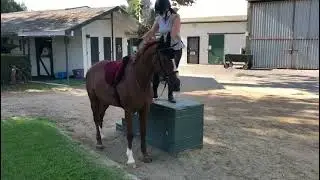 Positive Reinforcement & Horses with Patricia Lincourt - Using Clicker Training for Horses video 3