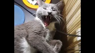 Кот, под Шмеля Полёт