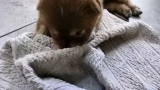kumaaaa...
