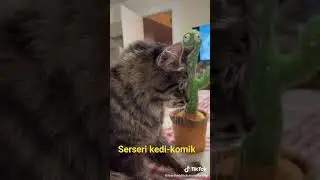 komik serseri kedi-1 =#shorts #komikkedivideoları #catsfunnyvideos