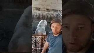 #деревня#сельская жизнь#свиноводство#поросята#ветеринария#