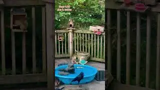 Watching the Crows, Bluejays , Doves and Squirrels over Dinner. Peanut Butter Club Diary