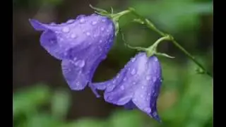 Я не пою уж соловьём