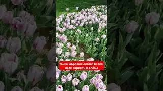 Традиции Османской империи. Ночь хны - традиция дошедшая до наших дней.