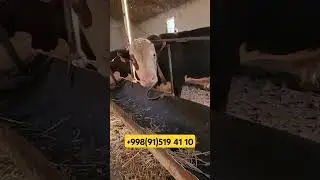 NAVVOSLAR SOTILADI