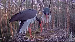 Stork mating ritual / Estonian Black Stork Nest