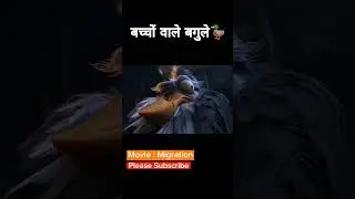 Batkhon ke bache 🦆