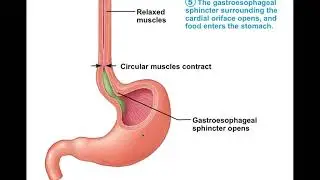 Chapter 23 Digestive System Part3