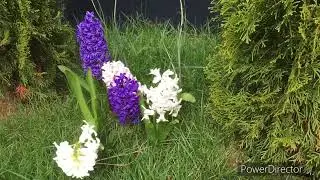 Лука-С. "Дубовая роща". Продвижения. Новый старт.