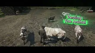 Wild County Ranch
