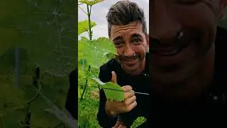 Mehltau erkennen und verhindern #farming #landwirtschaft #winzer #oidium #peronospera