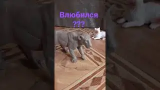 пурумчик влюбился в львицу ???
