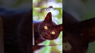 Skinwalker Disguised As Animals 🔥🔥 pt4 