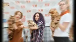 выставка кошек новосибирск 1-2 апреля