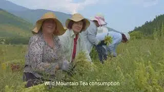 Greek Mountain Tea
