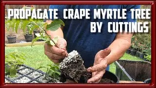 Propagate Crape Myrtle Trees by Cuttings