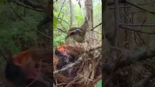 The lovebird had just fed its child when other birds arrived near the nest相思鸟刚把孩子喂饱，隔壁家褐胁雀鹛就来看望孩子