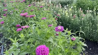 PRO's and CONS of Support NETTING Flowers! Is It worth it?
