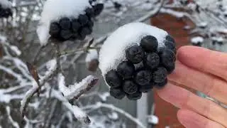 Моя дача в декабре / зимний сад / черноплодка помогает от короновируса