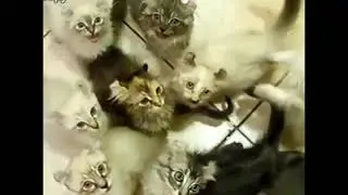 Кошачий дрифт под фонк
