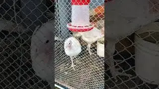 Наши птички.