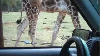 When Giraffes Attack...