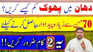 How to get bumper rice grains yield | Water temperature and Boron need at pollination stage in paddy