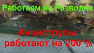 Анциструсы работают на 200 % и Работаем на Разводне