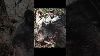 15 Yard Archery Kill Shot Giant Coastal Black Bear