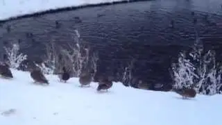 Келарский пруд уточки