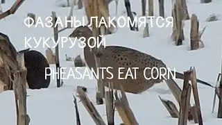фазаны едят кукурузу на зимнем поле.pheasants eat corn .