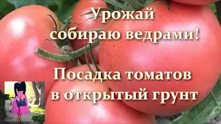 Посадка томатов в открытый грунт: когда сажать и сеять томаты - рассадный способ, томаты из семян