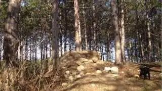 Puppy Avoids Wheels of Fate