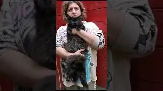 Maine Coon kittens. Male. Color black.  Available.