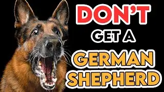 Why You SHOULDN'T Get A GERMAN SHEPHERD